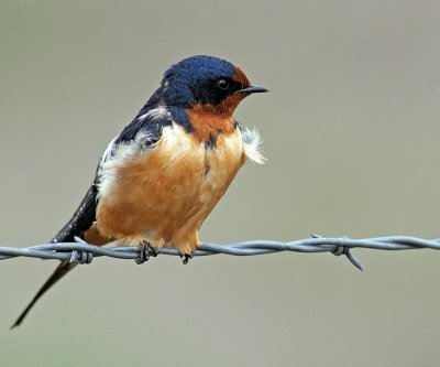 swallow2.jpg