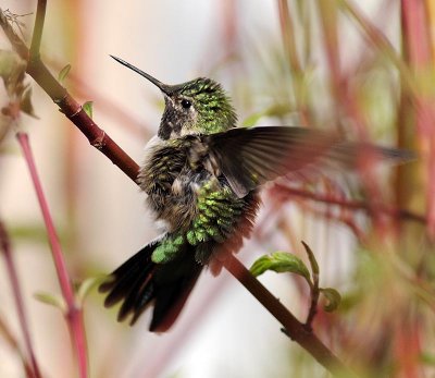 hummingbird3.jpg