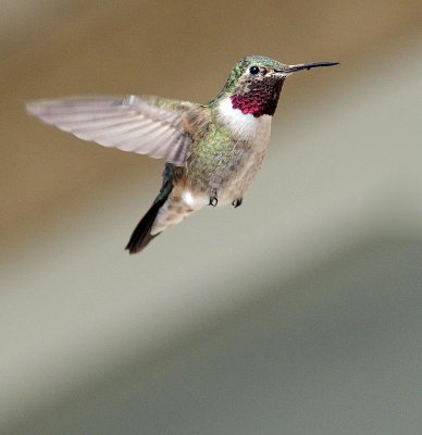 hummingbird4.jpg