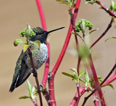 hummingbird5.jpg