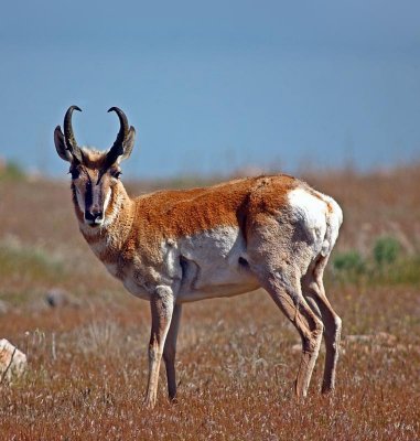 pronghorn.jpg