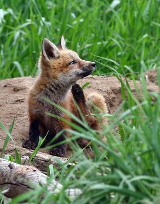 fox5.jpg