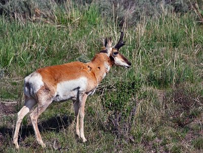 pronghorn.jpg