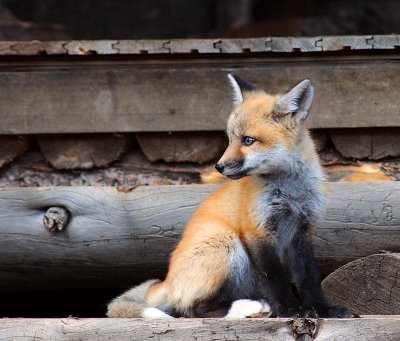 fox.jpg