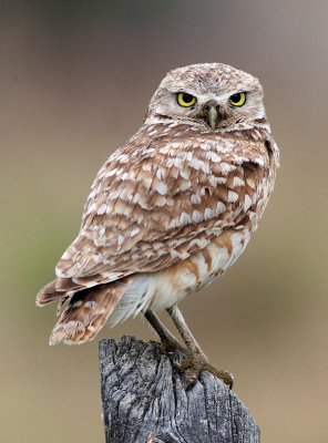 owl1.jpg