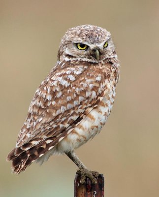 owl2.jpg