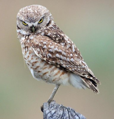owl3.jpg