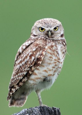 owl4.jpg