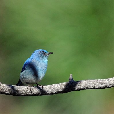 Bluebird.jpg