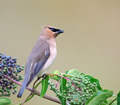 waxwing.jpg