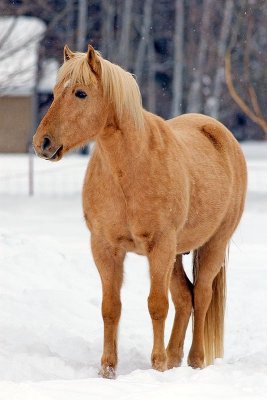 horse.jpg