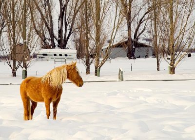 horsesnow.jpg