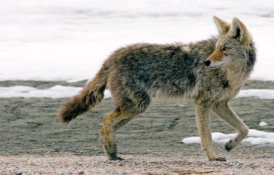 coyote4.jpg
