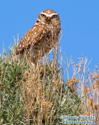 owl.jpg