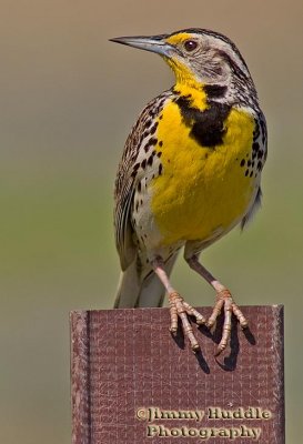 meadowlark.jpg