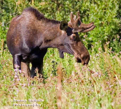 moose.jpg