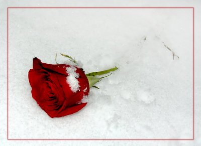 february 20Winter  Rose