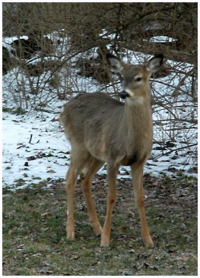 february 28Doe a Deer