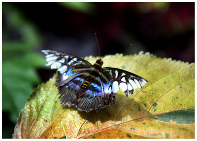 butterfly 2 web.jpg