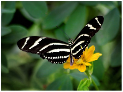 butterfly 4 web.jpg