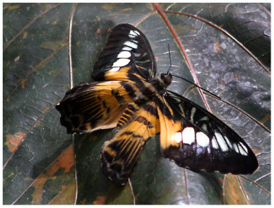 butterfly 5 web.jpg