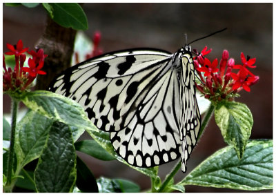 butterfly 6 web.jpg