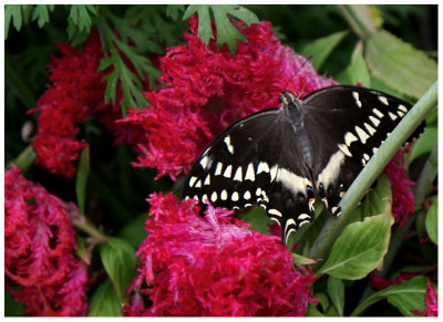 butterfly 9 web.jpg
