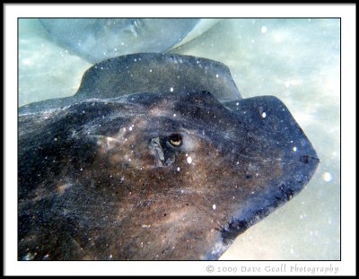 Sting Rays Everywhere