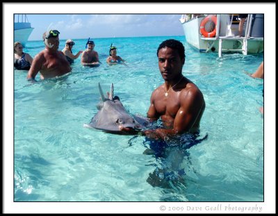 Guide Shows Us A Male Sting Ray