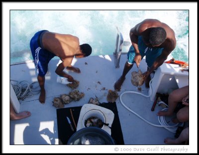 Conch Shells Off The Ocean Floor