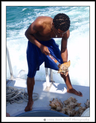 Algae Being Cleaned Off The Conch Shell