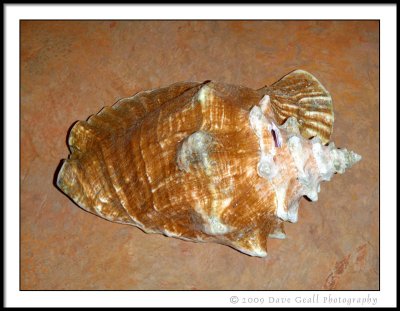 Conch Shell Souvenier
