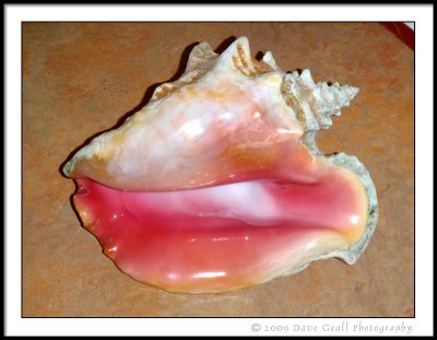 Conch Shell Souvenier