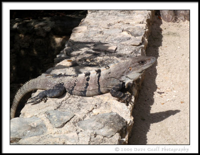 More Iguanas