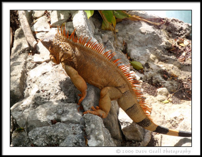 VERY Large Iguana