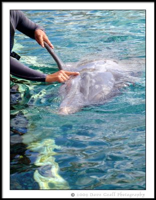 Trainer Shows Us The Dolphin's Ear