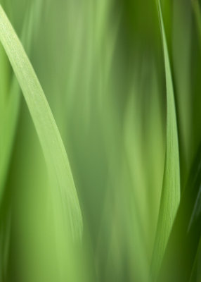 Iris Leaf Abstracts