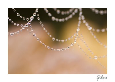 Un collier de perles d'eau ? ( toile d'araigne )