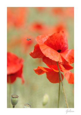 Coquelicots   ( pavot des champs )