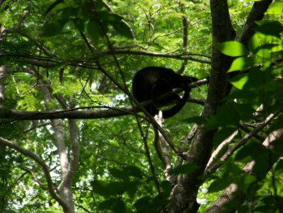 howler monkey