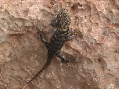 Lizard in the desert