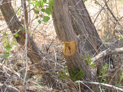 Evidence of river beavers