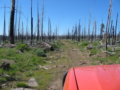 Across the burned out forest