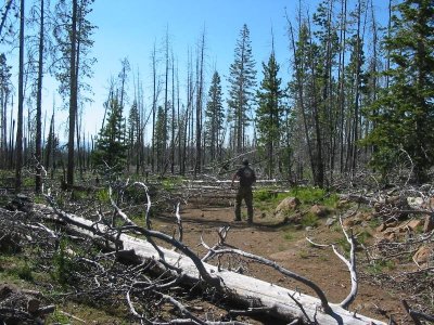 Stopped again by the big blowdown