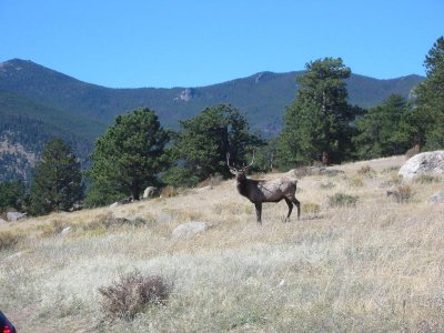 Rutting season for elk