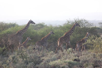 Our first wildlife - Maasai giraffes