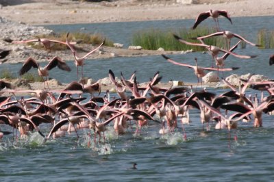 Flamingos on the rise