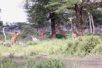 Idyllic giraffe setting