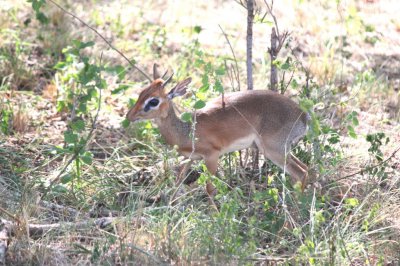 Dik dik - the smallest antelope