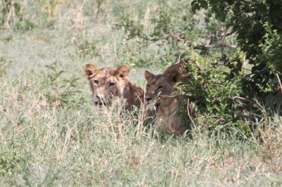 Our first lions